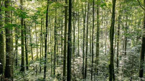 Puhastamine veega – kuidas Geberit AquaClean aitab puitu säästa Puhastamine veega – kuidas Geberit AquaClean aitab puitu säästa