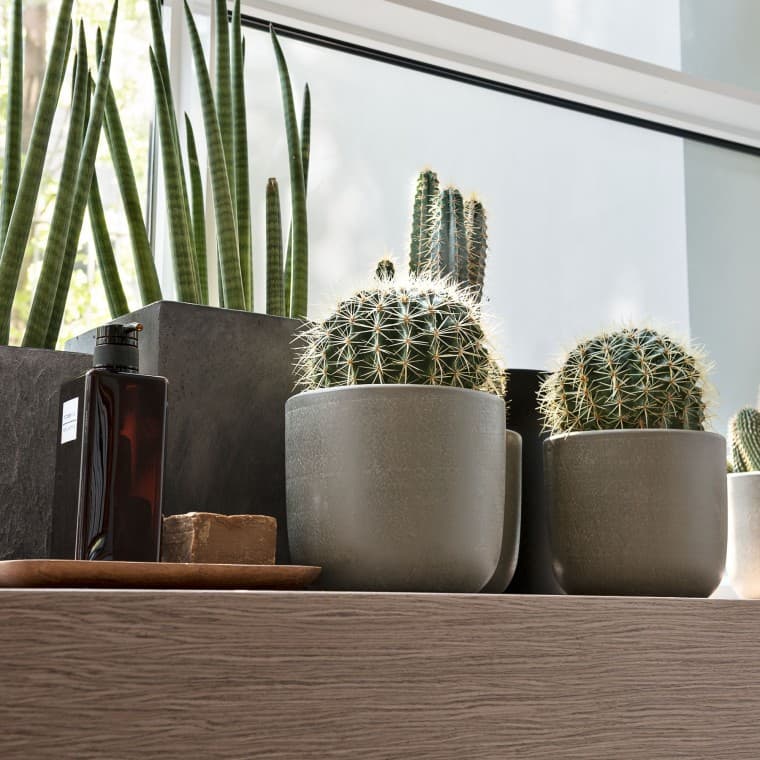 Aknalaual erinevad taimed Aknalaual erinevad taimed